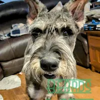 Gizmo, a male Giant Schnauzer for sale in Ruston, LA – Photo 4 of 6