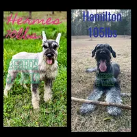 Gizmo, a male Giant Schnauzer for sale in Ruston, LA – Photo 6 of 6
