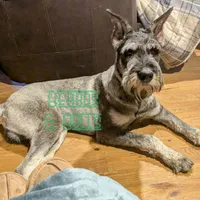 Gizmo, a male Giant Schnauzer for sale in Ruston, LA – Photo 5 of 6