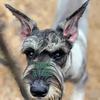 Gizmo, a male Giant Schnauzer for sale in Ruston, LA – Photo 1 of 6