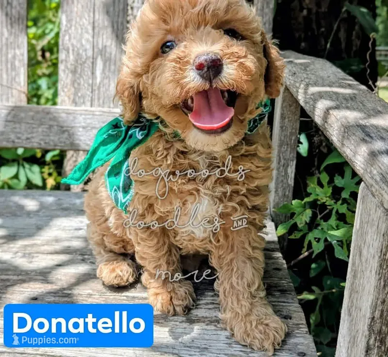 Donatello – Poodle - Miniature  puppy for sale in Ruston, LA