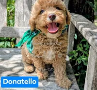 Donatello, a male Poodle - Miniature  for sale in Ruston, LA – 1 of 3