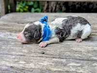 Leonardo, a male Poodle - Miniature  for sale in Ruston, LA – 2 of 3
