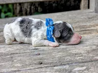 Leonardo, a male Poodle - Miniature  for sale in Ruston, LA – 3 of 3