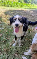 Thumper Blue eyed Tricolor, a male Miniature Bernedoodle and Miniature Aussiedoodle for sale in Downsville, LA – 2 of 6