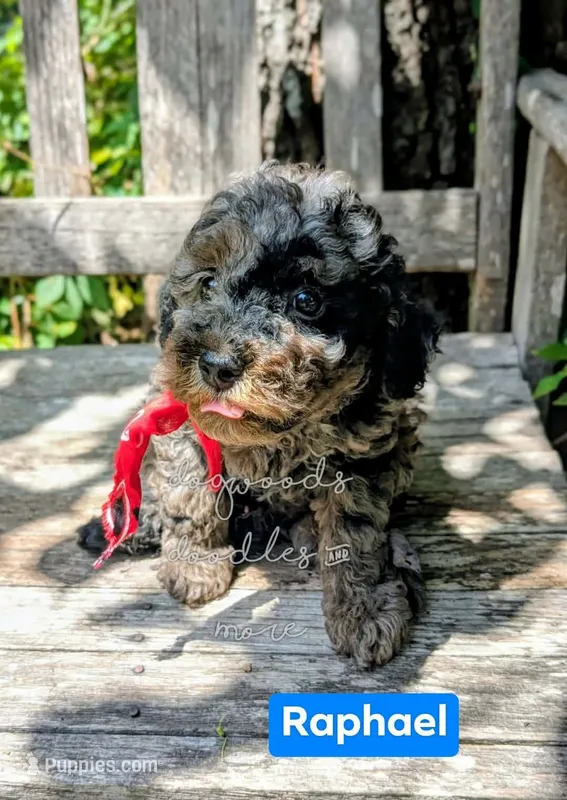 Raphael – Poodle - Miniature  puppy for sale in Ruston, LA