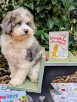 Leonardo, a male Poodle - Miniature  for sale in Downsville, LA – 3 of 7