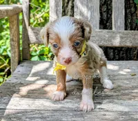 Russell blue eyes, a male Miniature Aussiedoodle for sale in Downsville, LA – 6 of 6