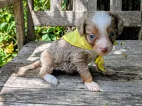 Russell blue eyes, a male Miniature Aussiedoodle for sale in Downsville, LA – 5 of 6