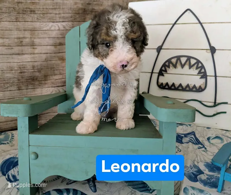 Leonardo – Poodle - Miniature  puppy for sale in Ruston, LA