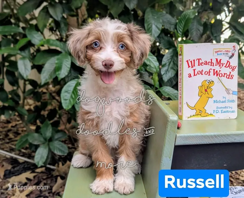 Russell blue eyes – Miniature Aussiedoodle puppy for sale in Downsville, LA