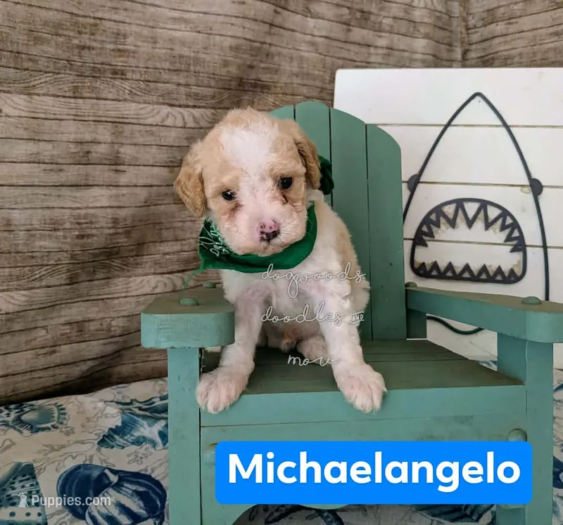 Michaelangelo – Poodle - Miniature  puppy for sale in Ruston, LA