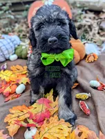 Avery PS, a male Giant Schnauzer for sale in Ruston, LA – Photo 6 of 7