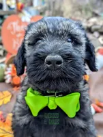 Avery PS, a male Giant Schnauzer for sale in Ruston, LA – Photo 4 of 7