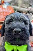 Avery PS, a male Giant Schnauzer for sale in Ruston, LA – Photo 2 of 7