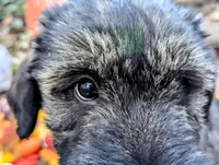 Avery PS, a male Giant Schnauzer for sale in Ruston, LA – Photo 3 of 7