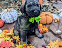 Avery PS, a male Giant Schnauzer for sale in Ruston, LA – Photo 7 of 7