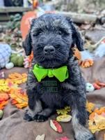 Avery PS, a male Giant Schnauzer for sale in Ruston, LA – Photo 1 of 7