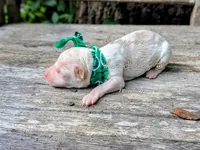 Michaelangelo, a male Poodle - Miniature  for sale in Ruston, LA – 2 of 3