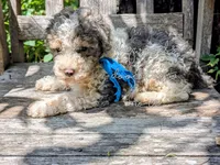 Leonardo, a male Poodle - Miniature  for sale in Ruston, LA – 3 of 4
