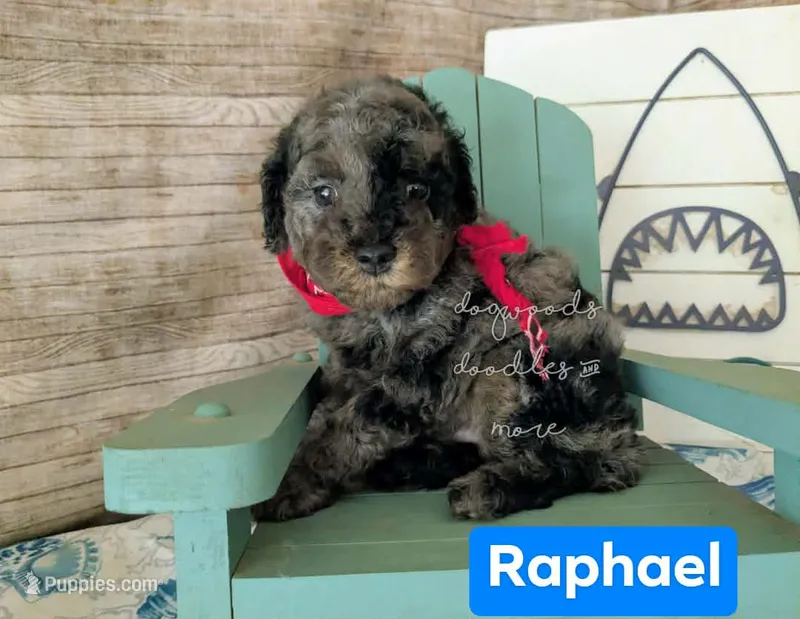 Raphael – Poodle - Miniature  puppy for sale in Ruston, LA