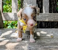 Russell blue eyes, a male Miniature Aussiedoodle for sale in Downsville, LA – 2 of 6