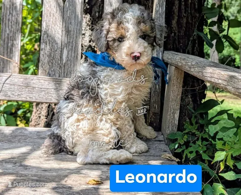 Leonardo – Poodle - Miniature  puppy for sale in Ruston, LA