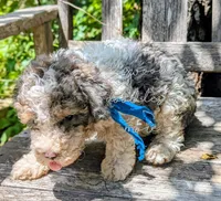 Leonardo, a male Poodle - Miniature  for sale in Ruston, LA – 4 of 4