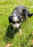 Thumper Blue eyed Tricolor, a male Miniature Bernedoodle and Miniature Aussiedoodle for sale in Downsville, LA – 3 of 6