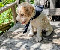Michaelangelo, a male Poodle - Miniature  for sale in Ruston, LA – 3 of 4