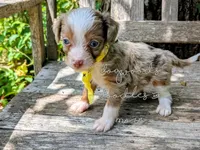 Russell blue eyes, a male Miniature Aussiedoodle for sale in Downsville, LA – 3 of 6