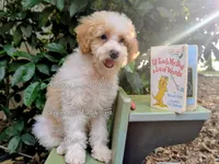 Michaelangelo, a male Poodle - Miniature  for sale in Downsville, LA – 3 of 7