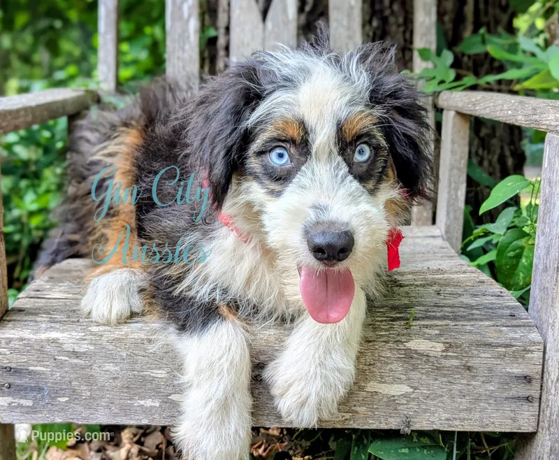 Thumper Blue eyed Tricolor – Miniature Bernedoodle, Miniature Aussiedoodle puppy for sale in Ruston, LA