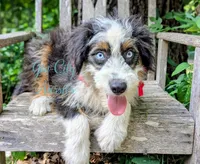 Thumper Blue eyed Tricolor, a male Miniature Bernedoodle and Miniature Aussiedoodle for sale in Ruston, LA – 1 of 3