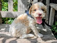 Michaelangelo, a male Poodle - Miniature  for sale in Ruston, LA – 2 of 4