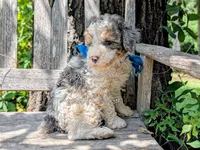 Leonardo, a male Poodle - Miniature  for sale in Ruston, LA – 2 of 4