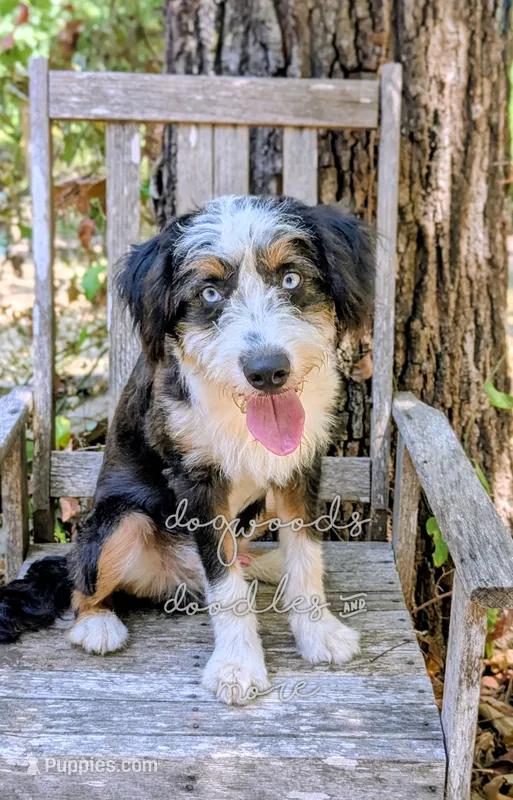 Thumper Blue eyed Tricolor – Miniature Bernedoodle, Miniature Aussiedoodle puppy for sale in Downsville, LA