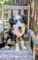 Thumper Blue eyed Tricolor, a male Miniature Bernedoodle and Miniature Aussiedoodle for sale in Downsville, LA – 1 of 6