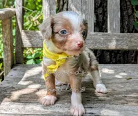 Russell blue eyes, a male Miniature Aussiedoodle for sale in Downsville, LA – 4 of 6