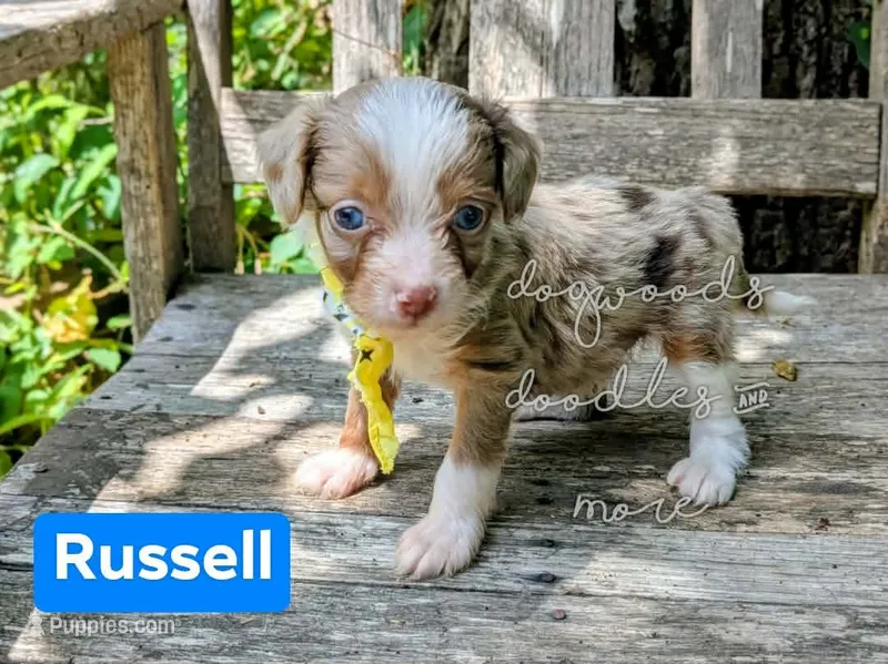Russell blue eyes – Miniature Aussiedoodle puppy for sale in Downsville, LA