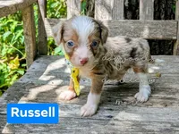Russell blue eyes, a male Miniature Aussiedoodle for sale in Downsville, LA – 1 of 6