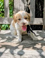 Michaelangelo, a male Poodle - Miniature  for sale in Ruston, LA – 4 of 4