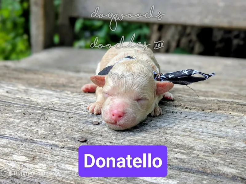 Donatello – Poodle - Miniature  puppy for sale in Ruston, LA