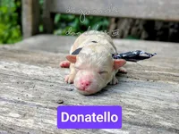 Donatello, a male Poodle - Miniature  for sale in Ruston, LA – 1 of 3