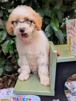 Michaelangelo, a male Poodle - Miniature  for sale in Downsville, LA – 2 of 7
