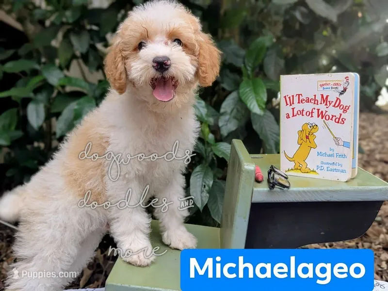 Michaelangelo – Poodle - Miniature  puppy for sale in Downsville, LA
