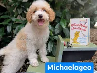 Michaelangelo, a male Poodle - Miniature  for sale in Downsville, LA – 1 of 7