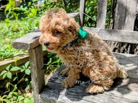 Donatello, a male Poodle - Miniature  for sale in Ruston, LA – 3 of 3