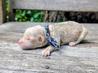 Donatello, a male Poodle - Miniature  for sale in Ruston, LA – 3 of 3