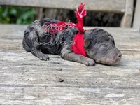 Raphael, a male Poodle - Miniature  for sale in Ruston, LA – 3 of 3
